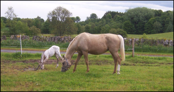 Buckskin spotted colt